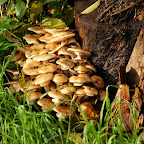 Groep 4 bos