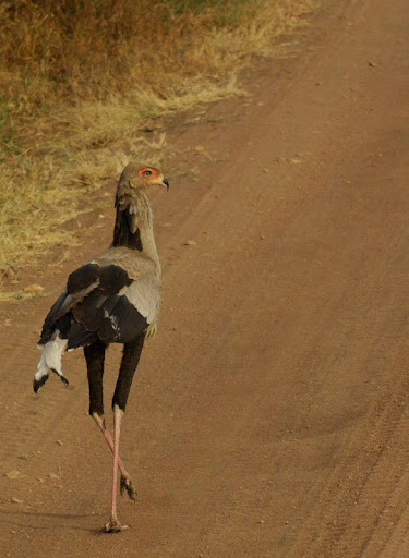 Animali_21.jpg
