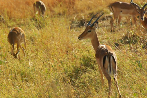 Animali_3.jpg