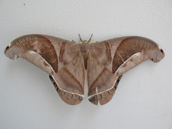 Spotting Image 1