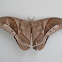 Saturniid moth