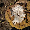 Puffball
