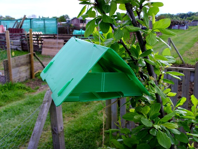 [Codling moth trap[6].jpg]