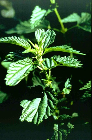 [nettles10.jpg]