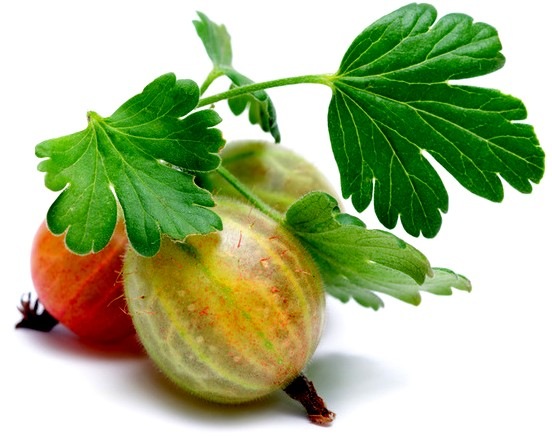 [Gooseberry5.jpg]
