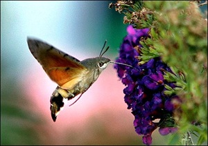 hummingbird_hawk_moth