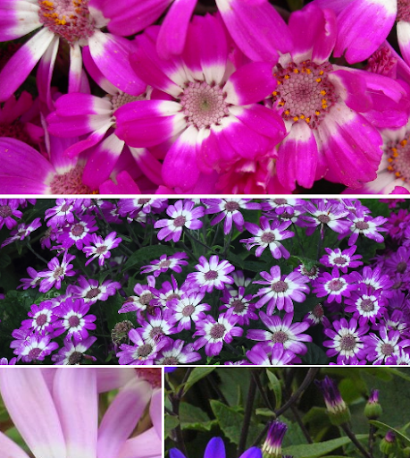 La Cineraria híbrida, Cineraria con flor La Cineraria híbrida, Cineraria con flor