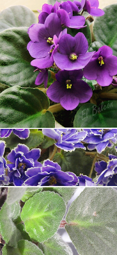 Violeta africana, Saintpaulia, Violeta de Usambara Violeta africana, Saintpaulia, Violeta de Usambara