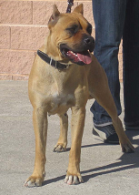 Alano Español raza Alano Español, perro Alano Español, Alano Español, cuidados Alano Español, mascota Alano Español