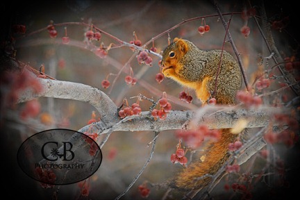 [squirel 1-2 wm72[5].jpg]
