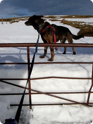 gate dog snowdrift