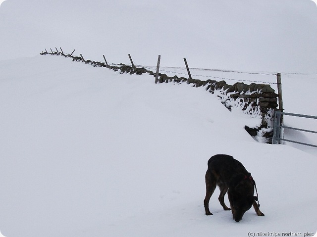 bruno searches unsuccessfully for the snowdrift