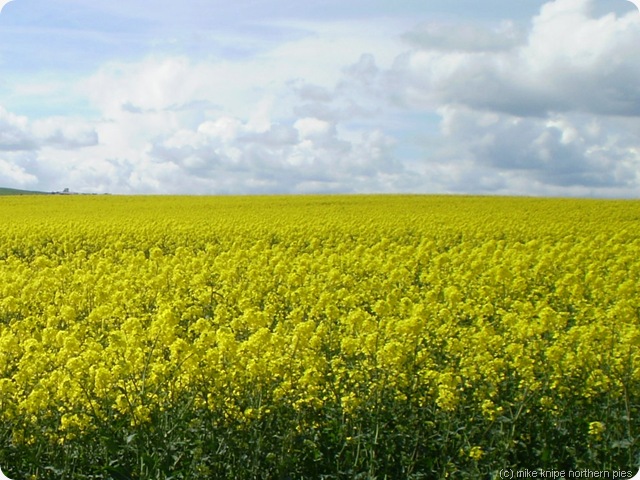 oil seed rape for rounding up