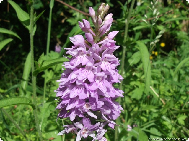 a slit wood orchid