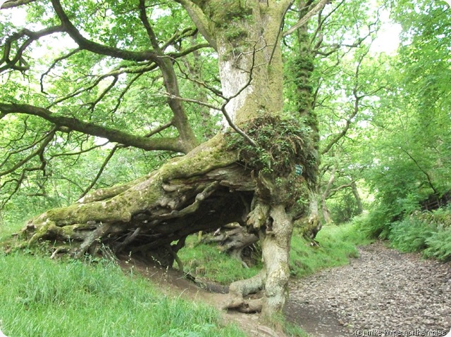 wishing tree flinter gill