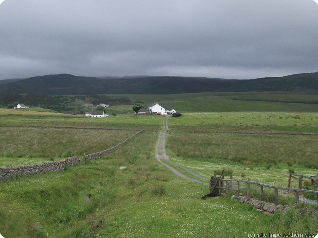 forest in teesdale