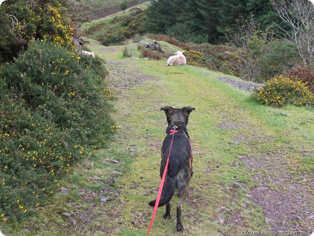 bruno sneaks up..... bruno sneaks up.....