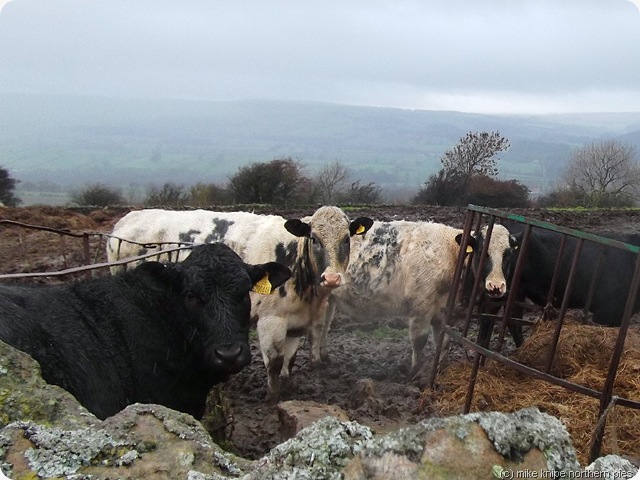 wet cattle wet cattle