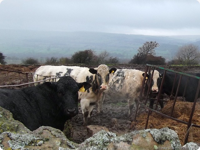 wet cattle