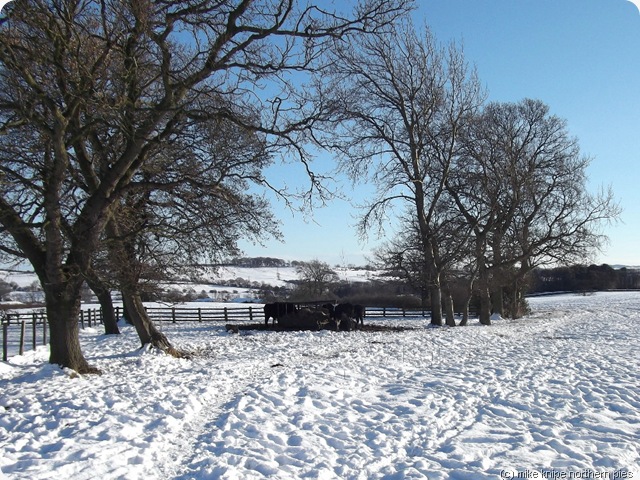 crook south cows crook south cows