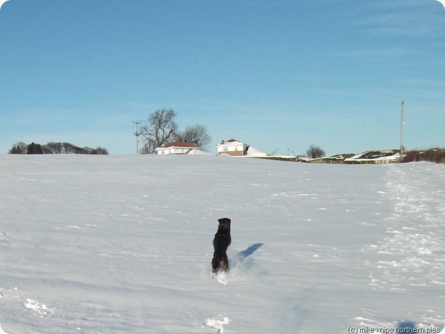 bruno bouncing around