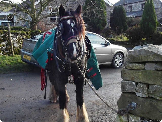 funeral horse