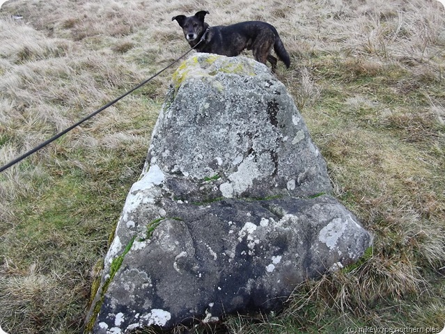 butter stone and disappointed dog