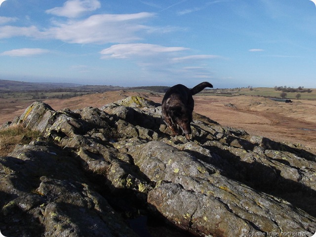 eycott hill summit rocks and dawg