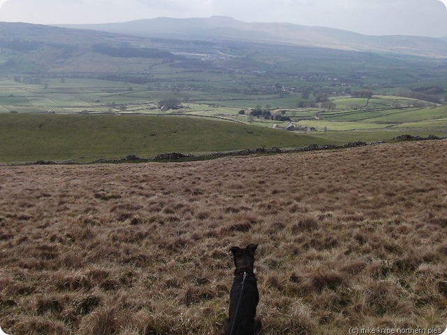 dawg considers ribblesdale