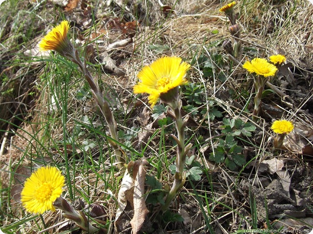 coltsfoot