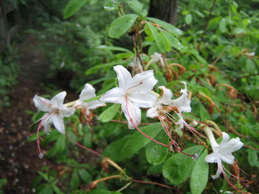 Carlson's Gardens