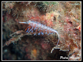 Flavelina 2 Altea 14-11-09.jpg