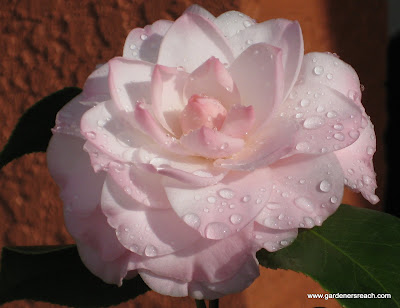 Stephen's Garden Camellia
