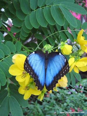 Blue Morpho Butterfly