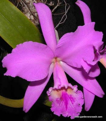Orchid