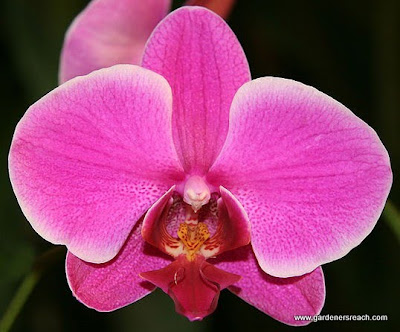 Orchid
