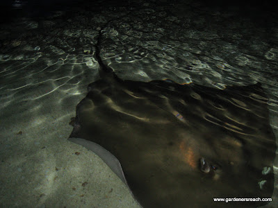 Southern Stingray Mother
