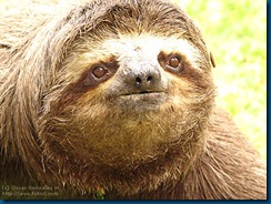Close Three toed Sloth Portrait