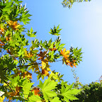 maple leaves in Lausanne