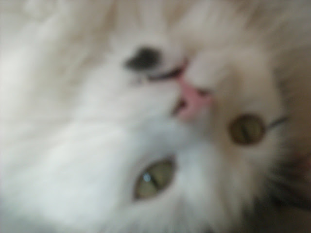 DSCN0512