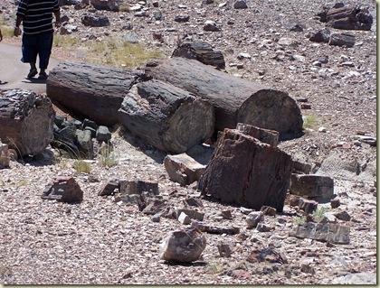 Petrified Forest #2