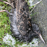 IMG_9270 - kopie.JPG