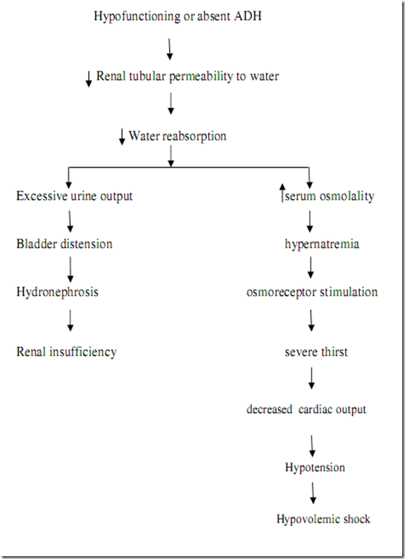 Diabetes Insipidus Definition