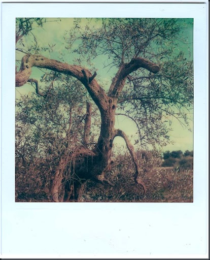 Tree3 adjusted