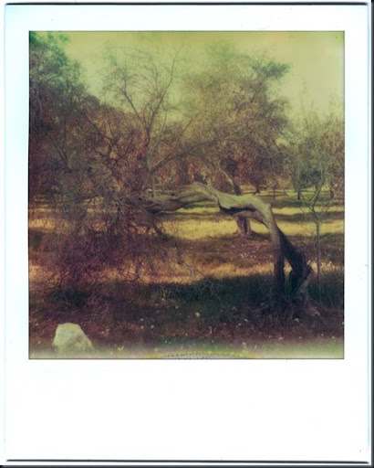 Anothet tree with stripe