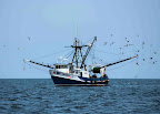 2009-05-11 Entre Atlantic City et New York - Le bateau de p&ecirc;che a fait de bonnes prises - juste &agrave; voir les oiseaux qui le suivent