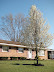 Front of house with blooming Bradford Pear tree