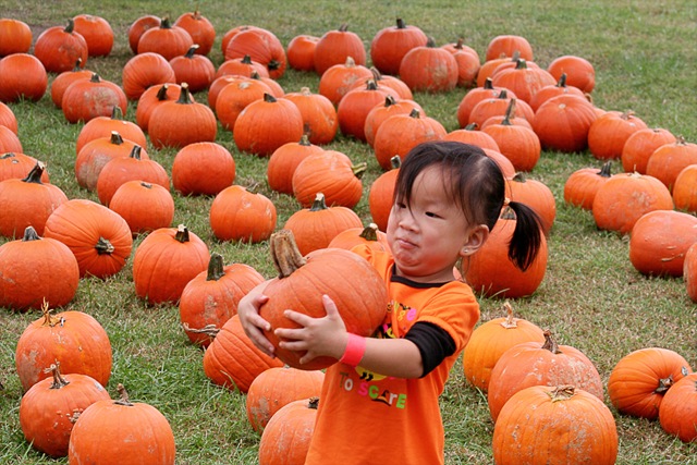 [pumpkinfarm1[4].jpg]