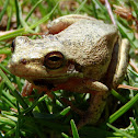 Squirrel Treefrog