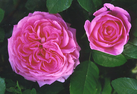 [image19.png]